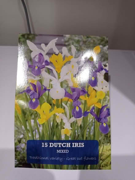 Photo of free B&M Dutch iris bulbs bought in error (Chippenham) #1