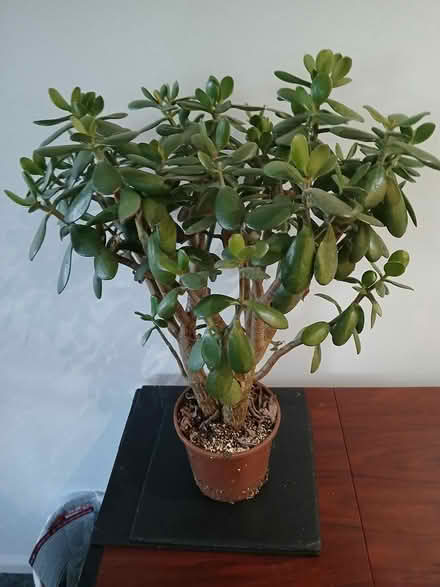 Photo of free Money Penny houseplant (Crewe, CW2) #1