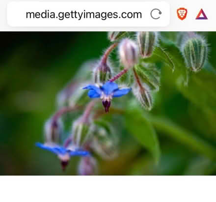 Photo of Borage plant (s) (Ifton Heath SY11) #1