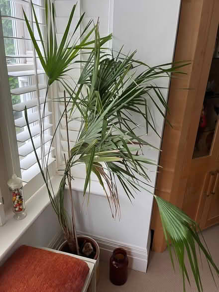 Photo of free Palm (Amersham HP7) #1