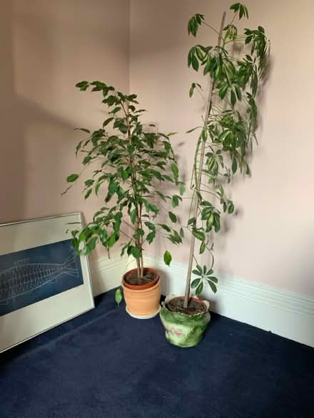 Photo of free 2 plants (Gosforth) #1