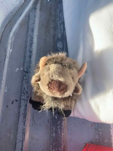 Photo of free Buffalo Stuffed Animal (Sunnyvale 94087) #2