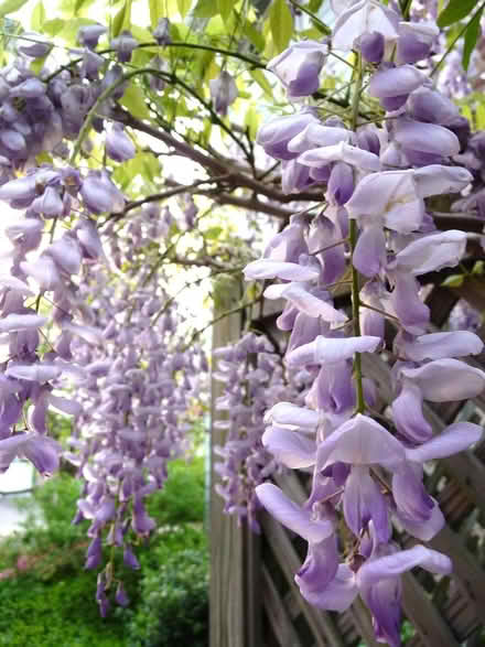 Photo of free Wisteria Seeds (Watertown, MA) #1