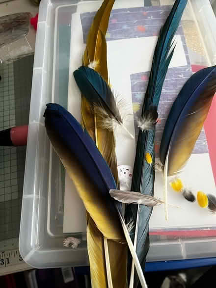 Photo of free Blue and gold macaw feathers (Minchinhampton GL6) #2