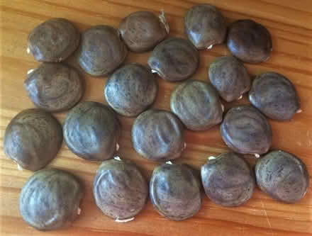 Photo of free Wisteria Seeds (Watertown, MA) #2