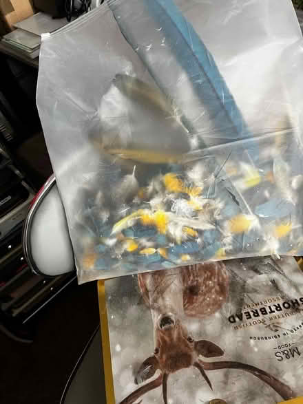 Photo of free Blue and gold macaw feathers (Minchinhampton GL6) #1