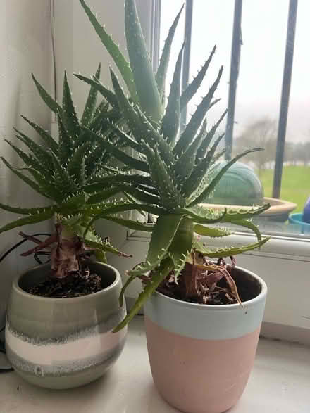 Photo of free Cactus plants (Weston) #1