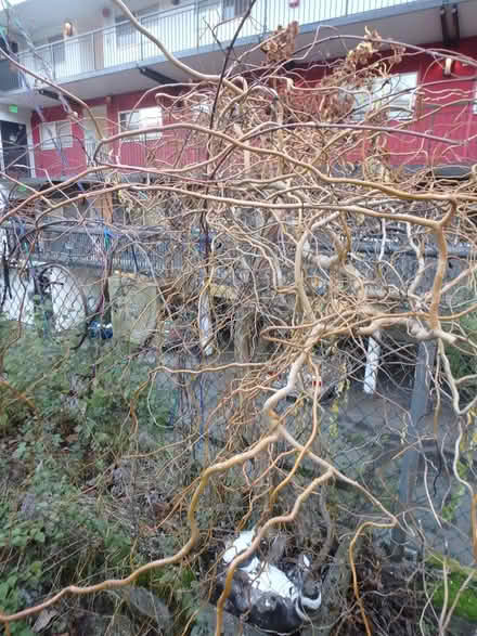 Photo of free Willow Tree (Interbay/Queen Anne) #2