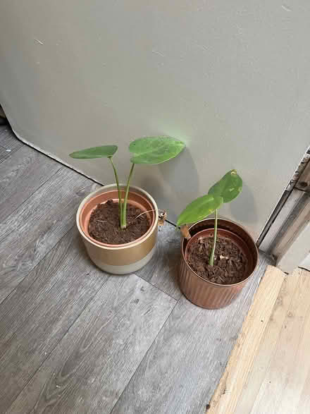 Photo of free Monstera (Palmerston road, E17) #1