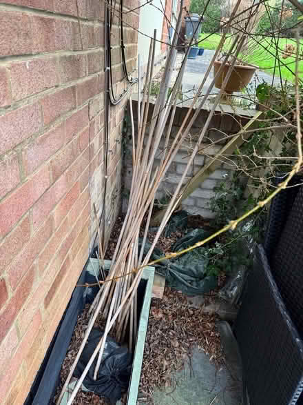 Photo of free Garden Bamboo Canes (Letchworth SG6) #1