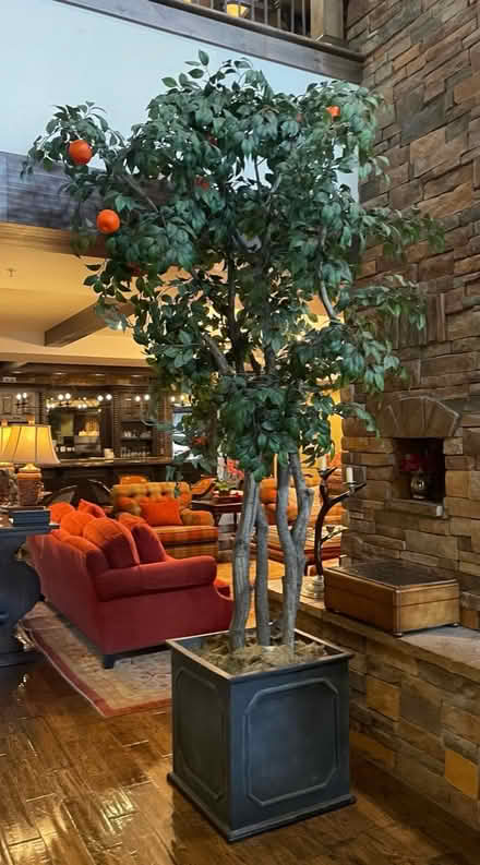 Photo of free 12’ Faux Fruit Trees w/ Planters (Louisville) #4