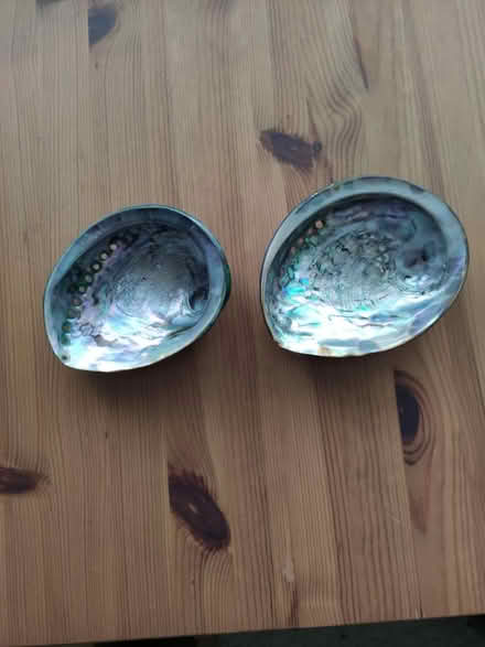 Photo of free Decorative shells (Hooley CR5) #2