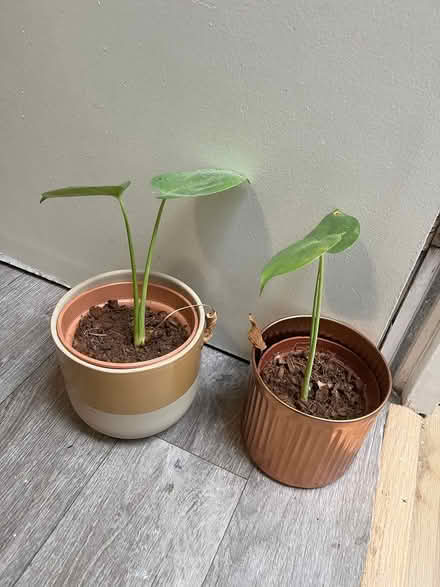 Photo of free Monstera (Palmerston road, E17) #2