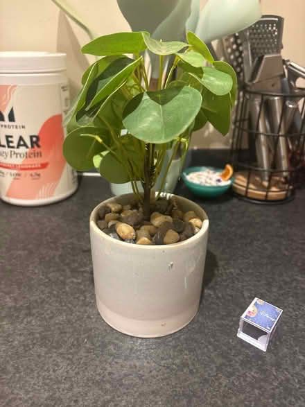 Photo of free fake plant (CH65 4AQ) #1