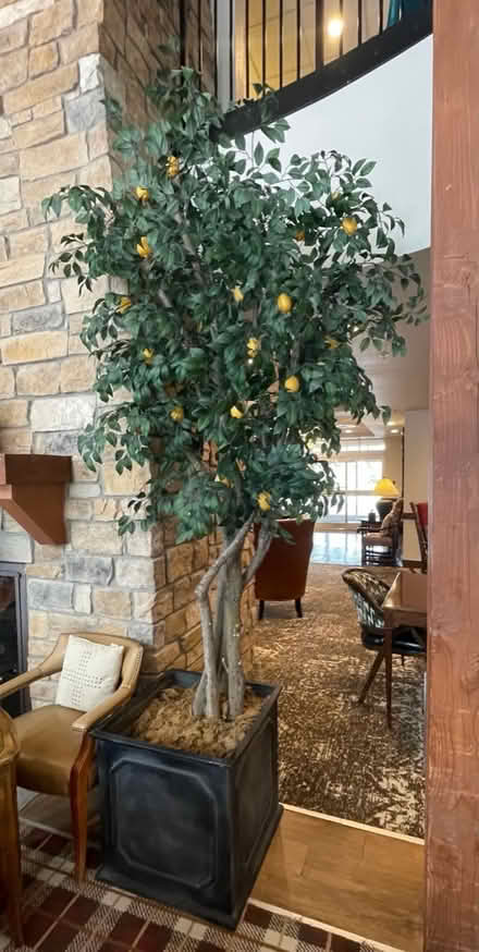 Photo of free 12’ Faux Fruit Trees w/ Planters (Louisville) #1