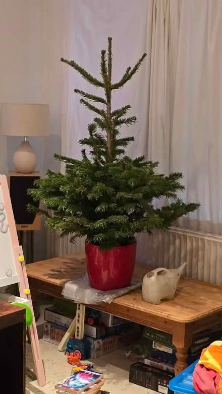 Photo of free Live Christmas tree in pot (New Bradwell MK13) #1