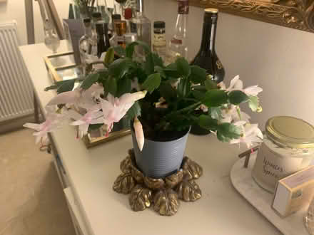 Photo of free Christmas Cactus Plant (Teddington TW11) #1