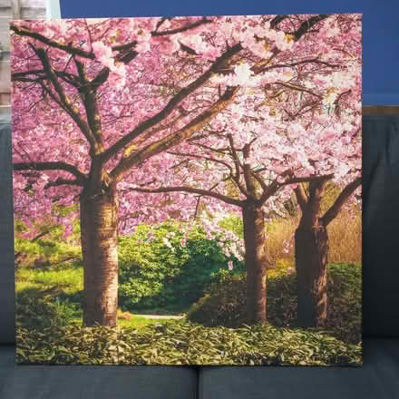 Photo of free Canvas print (Reddish SK5) #1