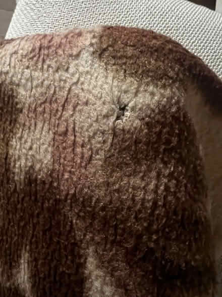 Photo of free Wool duvet (Craiglockhart EH14) #2