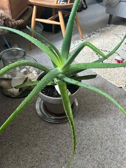 Photo of free Aloe Vera plant (Musselburgh EH21) #1