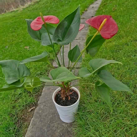 Photo of free Houseplant (Owlpen GL11) #1