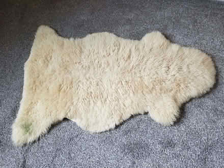 Photo of free Old sheepskin rug (Hillsborough S6) #1