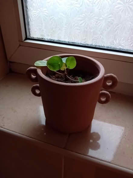 Photo of free 2 indoor plants (Chinese Money) (Kirk Hallam, DE7) #1