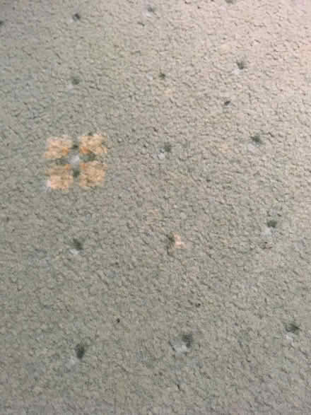 Photo of free Hessian-backed carpet: allotment? (Centurion Rise, Hastings TN34) #2