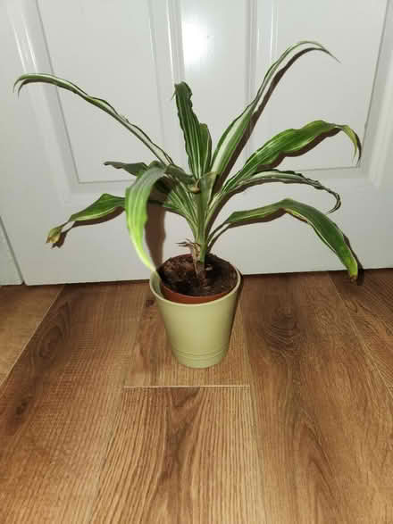 Photo of free Indoor plant with ceramic pot (South Tottenham N15) #1
