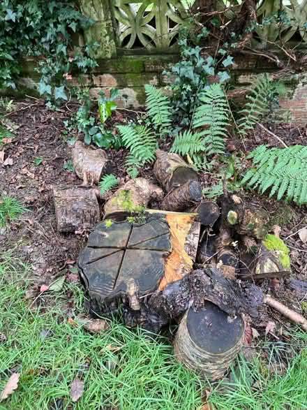 Photo of free Kindling, wood, logs (Tunbridge Wells TN2) #4