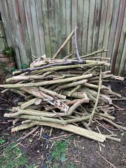Photo of free Kindling, wood, logs (Tunbridge Wells TN2) #1