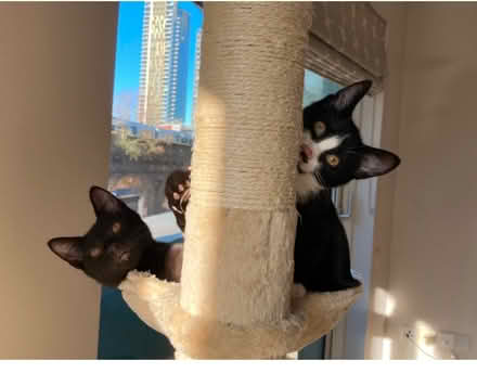 Photo of free Cat tower (tension pole) (CR5) #1