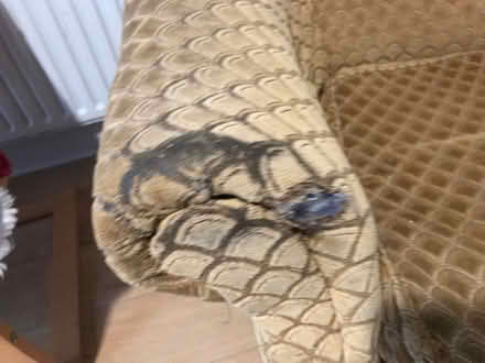 Photo of free Antique Armchair (BN17) #2