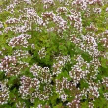 Photo of free Nice clump Golden Marjoram herb (Morden SM4) #1