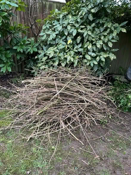 Photo of free Kindling, wood, logs (Tunbridge Wells TN2) #3