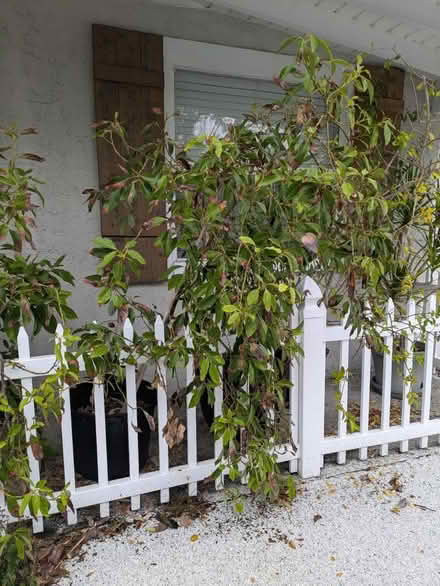 Photo of free Potted Avocado Trees (South Pasadena) #2