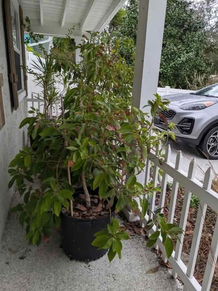 Photo of free Potted Avocado Trees (South Pasadena) #1