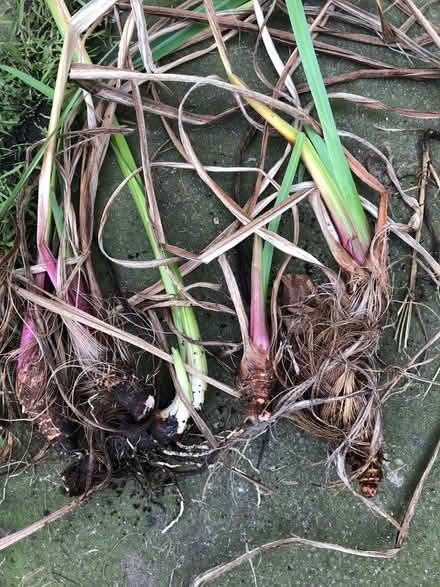 Photo of free Yellow Iris plants (L15 Wavertree) #1