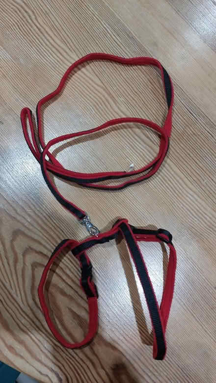 Photo of free 2 x Cat harness and lead (Eastergate PO20) #2