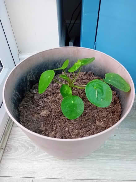 Photo of free 2 indoor plants (Chinese Money) (Kirk Hallam, DE7) #2