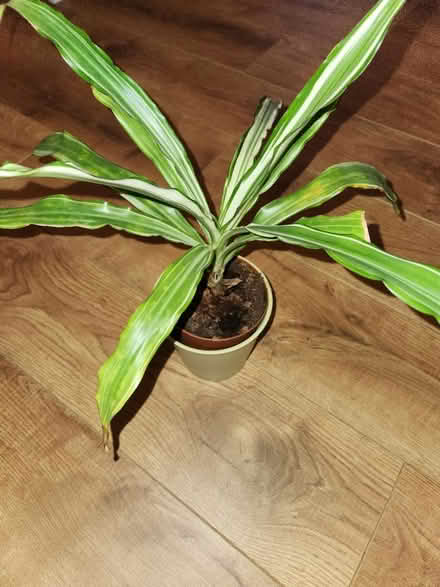Photo of free Indoor plant with ceramic pot (South Tottenham N15) #2