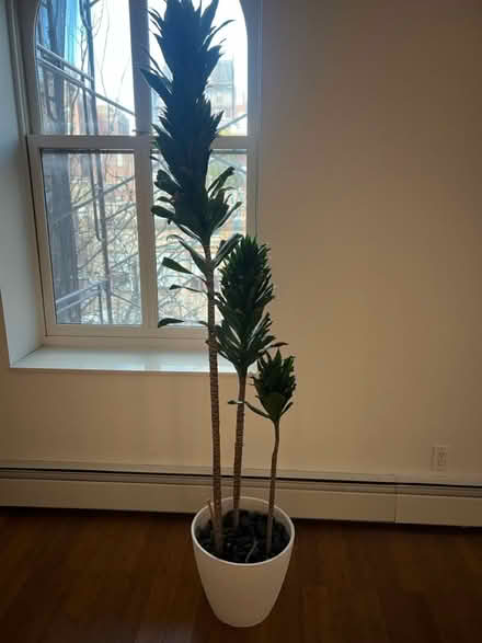 Photo of free plant (Brooklyn Heights) #1