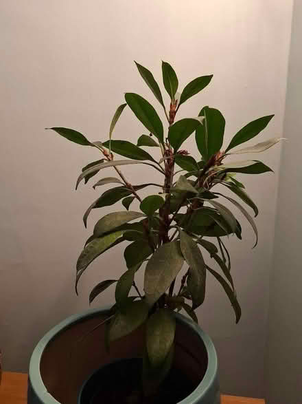 Photo of free Large Fig indoor plant (Lexden CO3) #1