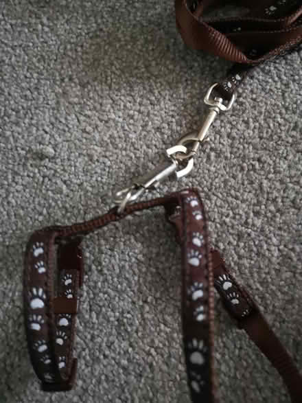 Photo of free Kitten harness (x2) (Worthing) #3