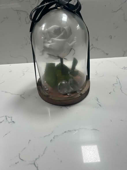 Photo of free Everlasting rose (BL8) #2