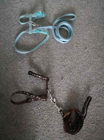 Photo of free Kitten harness (x2) (Worthing) #1