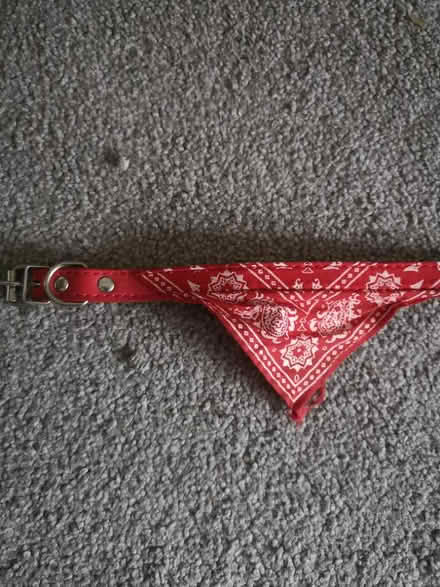 Photo of free Small dog collar with bandana (Worthing) #1