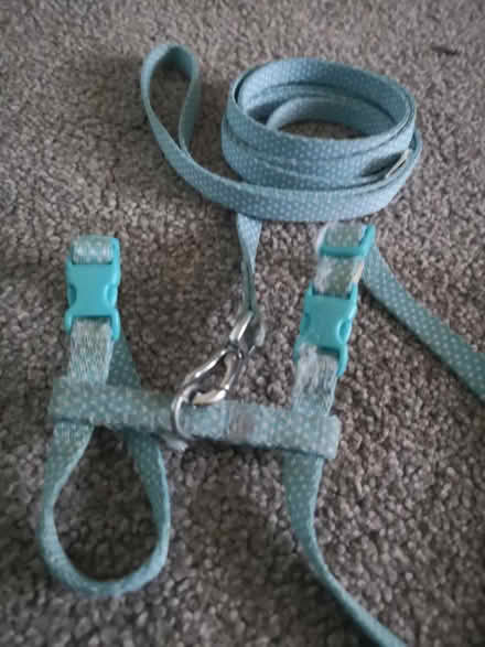 Photo of free Kitten harness (x2) (Worthing) #2