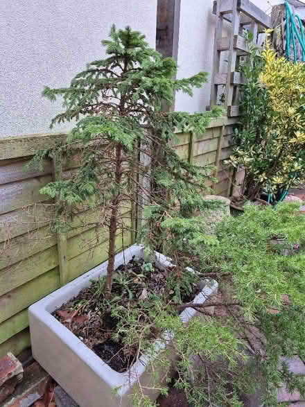 Photo of free 3 small trees (Old Walcot SN3) #1