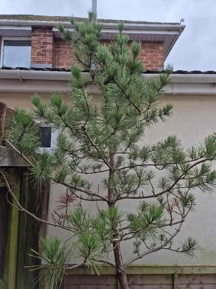 Photo of free Pine tree growing in dustbin (Old Walcot SN3) #2